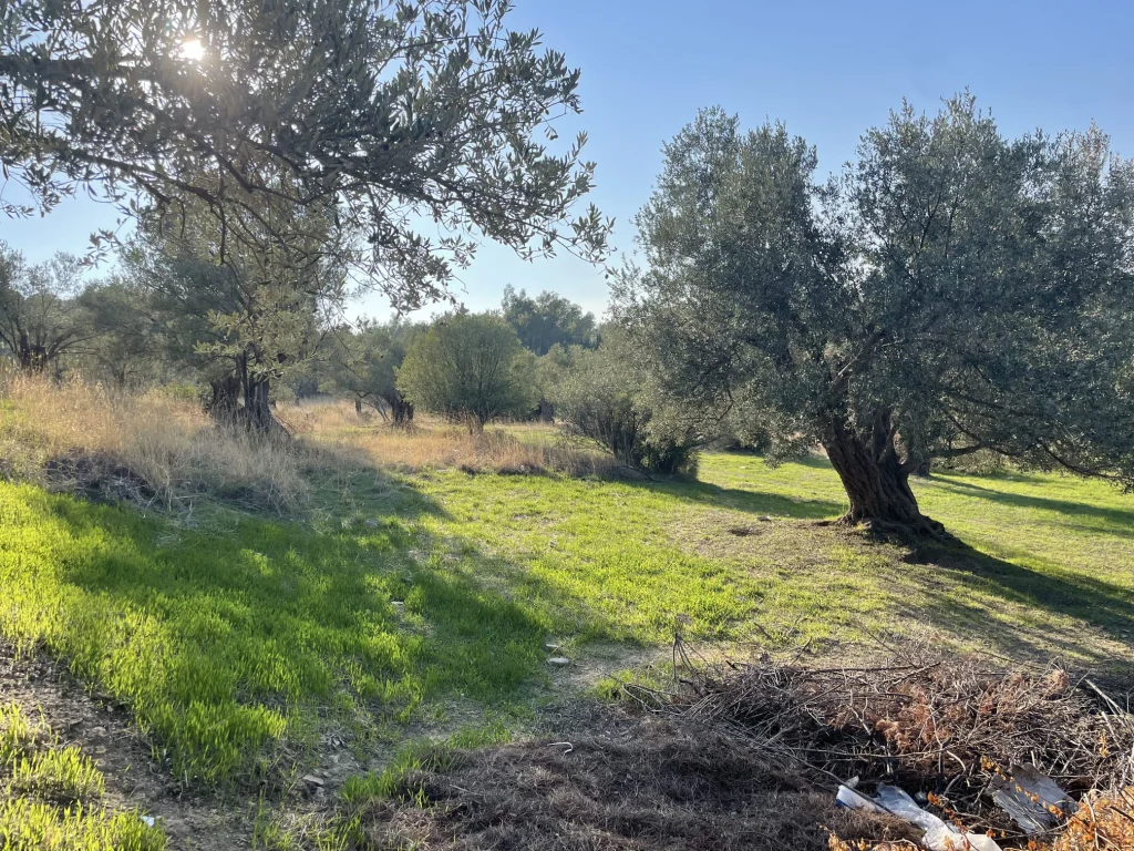 Foça taşınmazında zeytin ağaçları ve yeşil alan